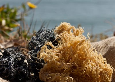 What is Sea Moss?