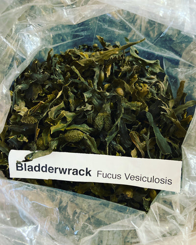 Bladderwrack - Fucus vesiculosus 2 oz - Derek Product
