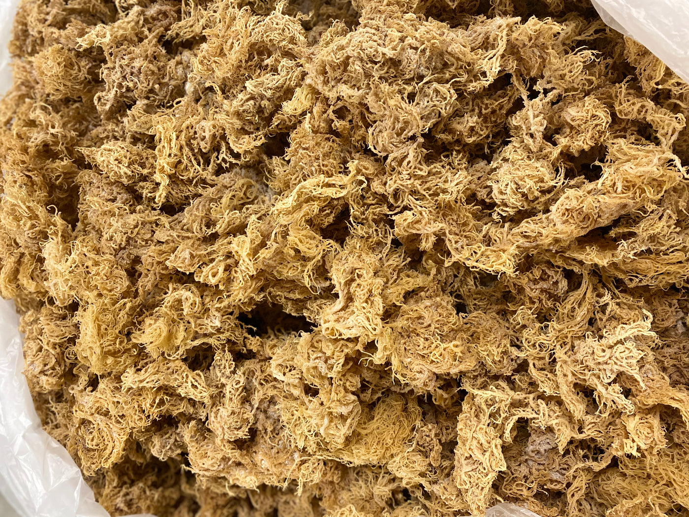 Gold - 100% Wild Crafted - St. Lucia Sea Moss WHOLESALE Derek Product