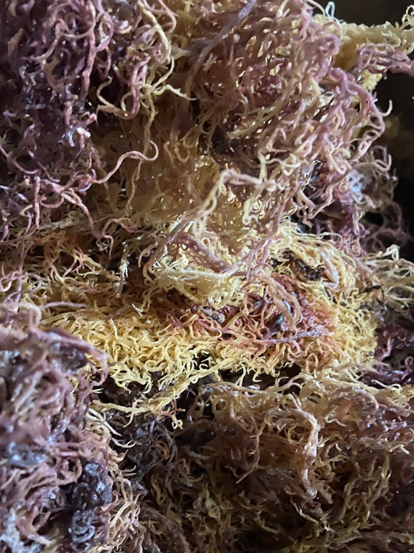 BULK WHOLESALE FULL SPECTRUM Raw Natural Sea Moss from St. Lucia.  Wildcrafted Superfood! – Saint Luscious